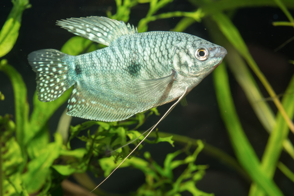 Ψάρια Pearl Gourami - Γκουράμια, Μέγεθος, Φροντίδα, Διατροφή